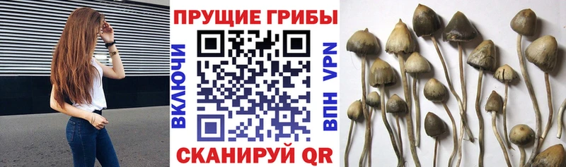 hydra онион Дегтярск даркнет наркотические препараты Псилоцибиновые грибы Cubensis